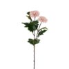 Mr Plant Chrysanthemum rosa