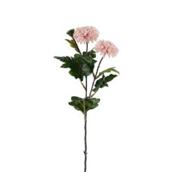 Mr Plant Chrysanthemum rosa