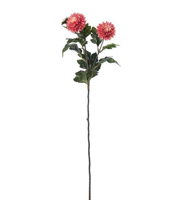 Mr Plant Chrysanthemum korall