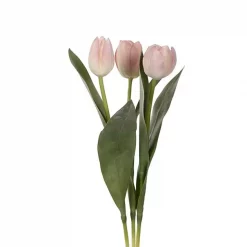 Mr Plant Tulipan ly sosa