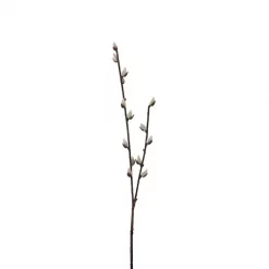 Mr Plant Gåsunge grein57 cm