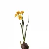 Mr Plant Påskelilje m/knoll 22 cm