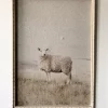 TREND Bilde med ramme 50×70 cm Sau