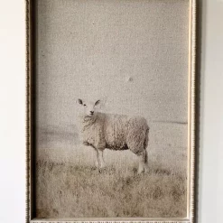 TREND Bilde med ramme 50×70 cm Sau