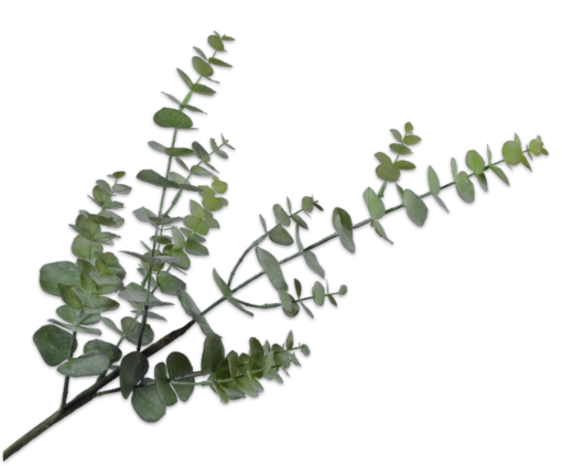 Silk-ka eucalyptus grønn gren 81cm