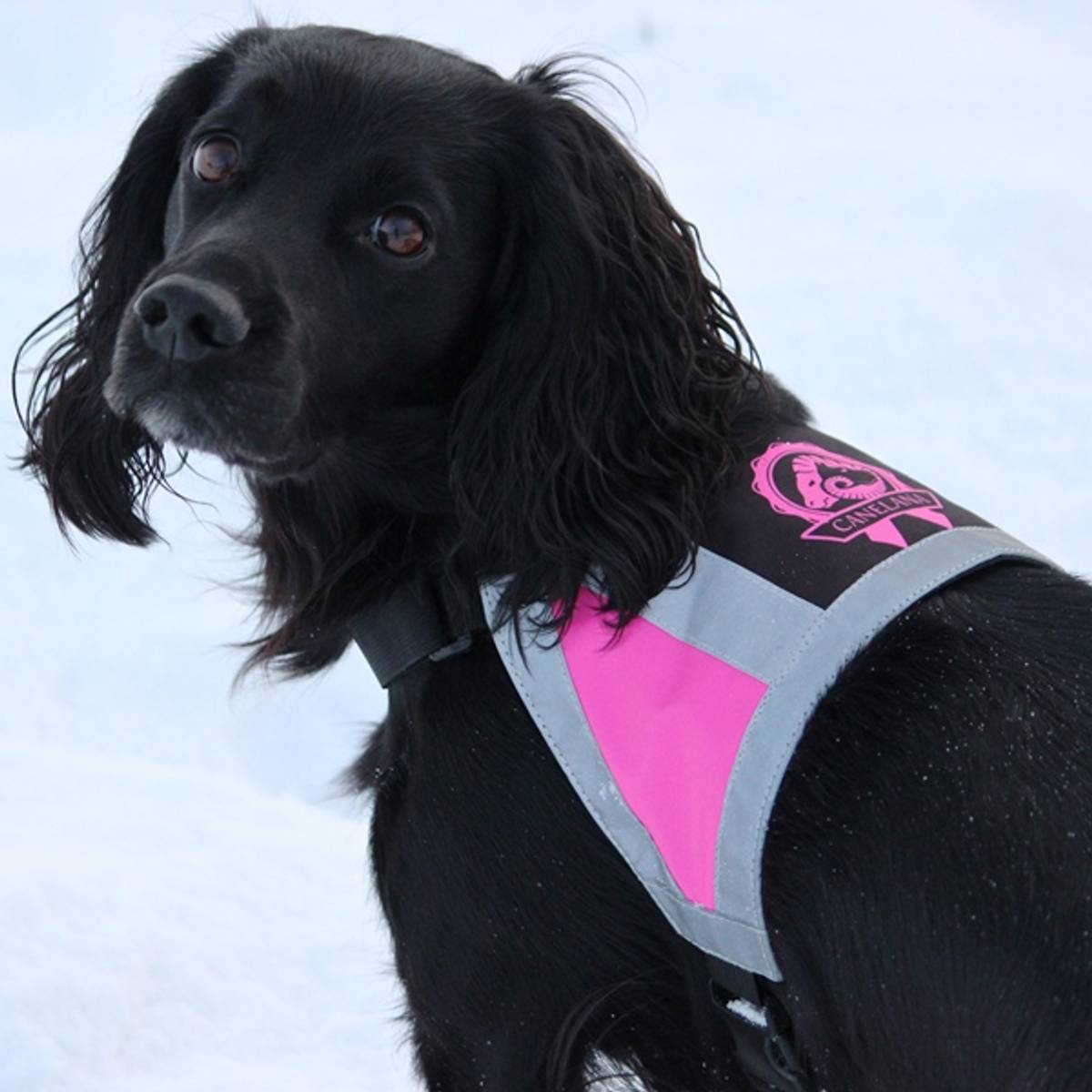 Canelana refleksdekken-refleksvest hund