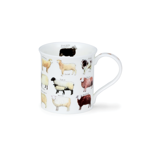 Bute Animal breeds – sheep