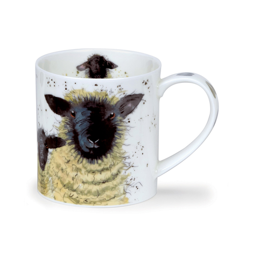 Orkney Shaggy sheep - Suffolk (med svart fjes)