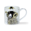 Orkney Shaggy sheep - Swaledale (med hvite horn)