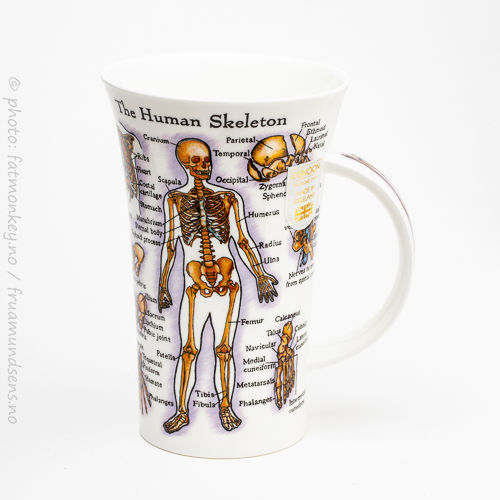 Glencoe Human body (skjelett)