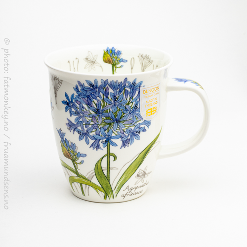 Nevis Botanical sketch – Agapanthus