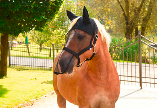 Fly-halter/mask Cob