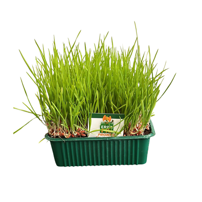 Erba Piu Pronto  Cat Grass