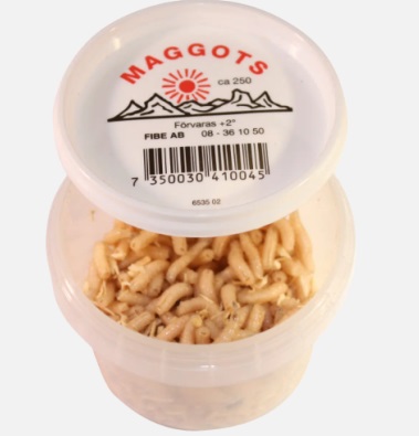 Överkalix Maggot Hvit