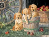 gallery-1371-for-625012546102