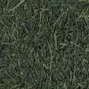 Shincha Saemidori økologisk