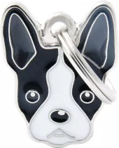 MyFamily Friends, Boston Terrier