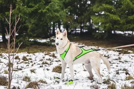 Trine Nomesele Grønn M