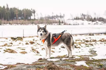 Trine Nomesele Orange L