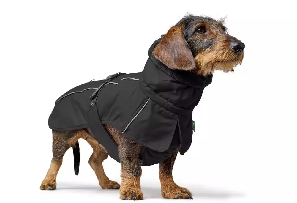 Coat Nordby Dachshund 45cm Polyester black