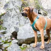 Rukka Pets Form Y-sele Turquoise Str. M– Ergonomisk hundesele med neoprenpolstring
