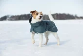 Rukka Pets Stormy Coat Dark Agave Str. 35 – Varmt vinterdekken med optimal bevegelsesfrihet