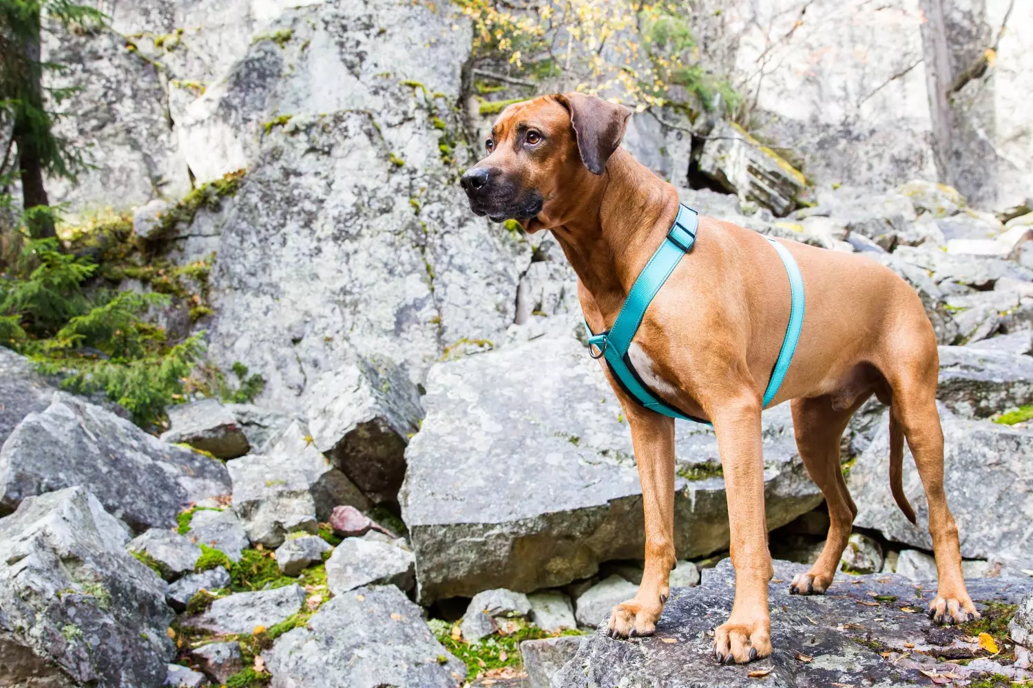 Rukka Pets Form Y-sele Turquoise Str. M– Ergonomisk hundesele med neoprenpolstring