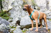 Rukka Pets Form Y-sele Turquoise Str. L – Ergonomisk hundesele med neoprenpolstring