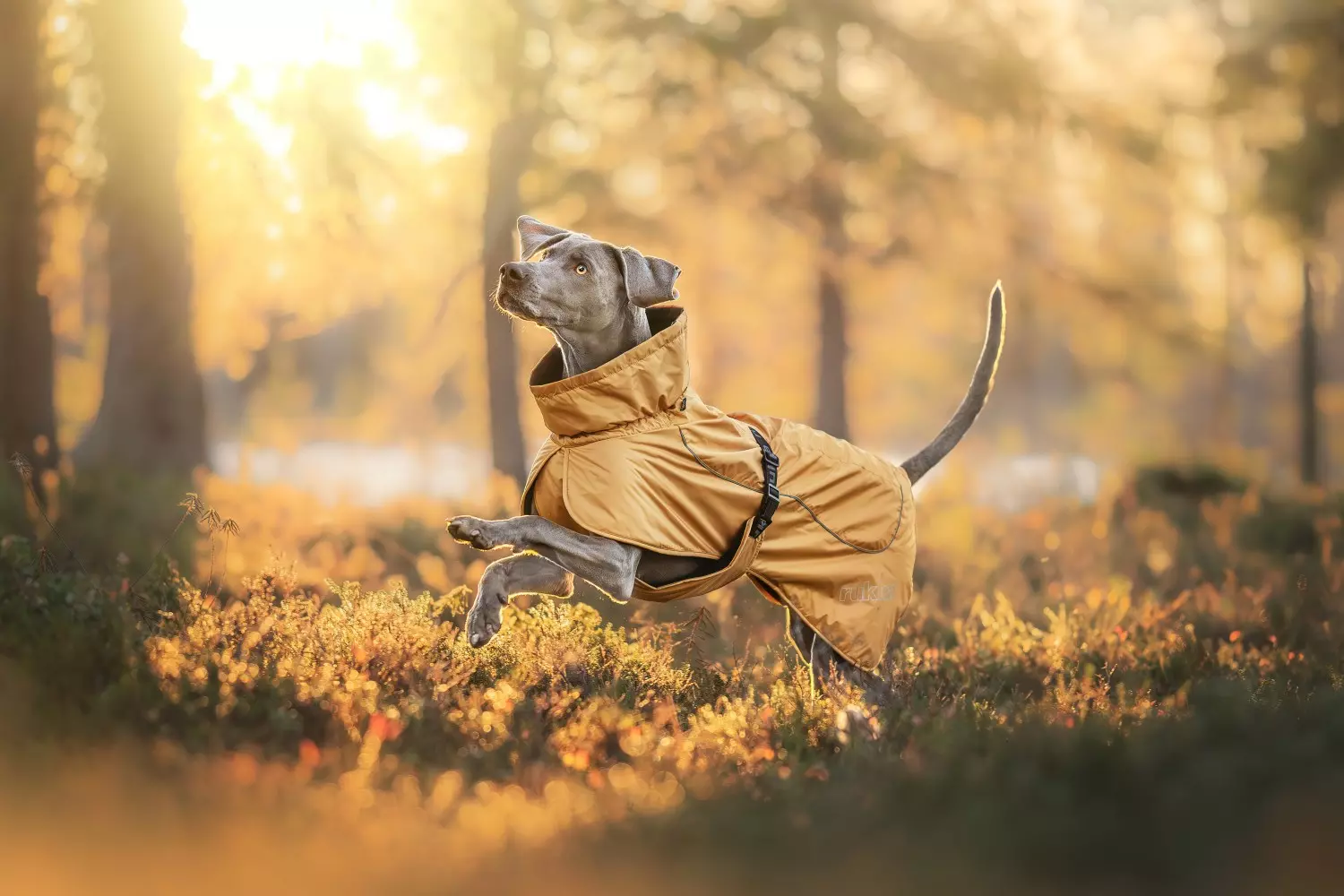 Rukka Pets Stormy Coat Honey Str. 65 – Varmt og funksjonelt hundedekken med fleecefôr