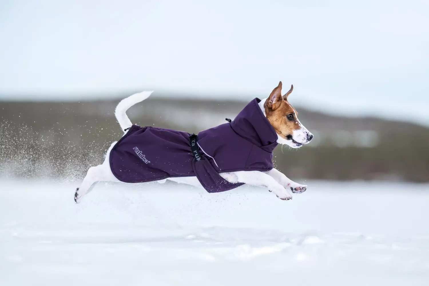 gallery-463-for-100262