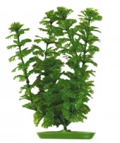 Marina Ambulia 30cm