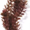 Marina Foxtail 30cm