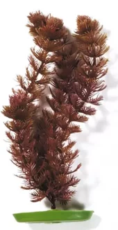 Marina Foxtail 30cm