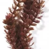 Marina Foxtail 37,5m