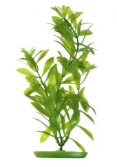 Marina Hygrophila 38cm