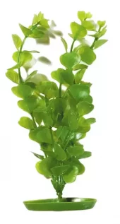 Marina Moneywort 20cm