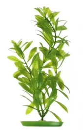 Marina Hygrophila 20cm