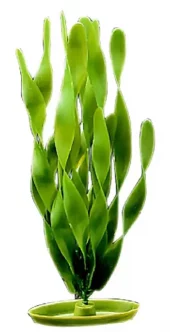 Marina Jungle Vallisneria 20cm