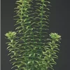 Marina Ambulia 20cm