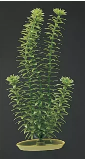 Marina Ambulia 20cm