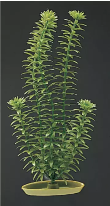 Marina Ambulia 20cm