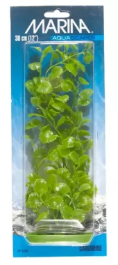 Marina Cardamine 20cm