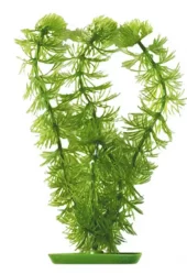 Marina Hornwort 13cm