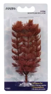 Marina Foxtail 10cm m/Sugekopp