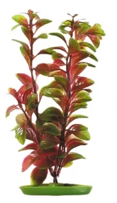 Marina Red Ludwiga 13cm
