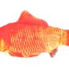 Katteleke bevegelig fisk orange 29cm