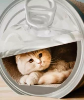 gallery-211-for-8717202613731