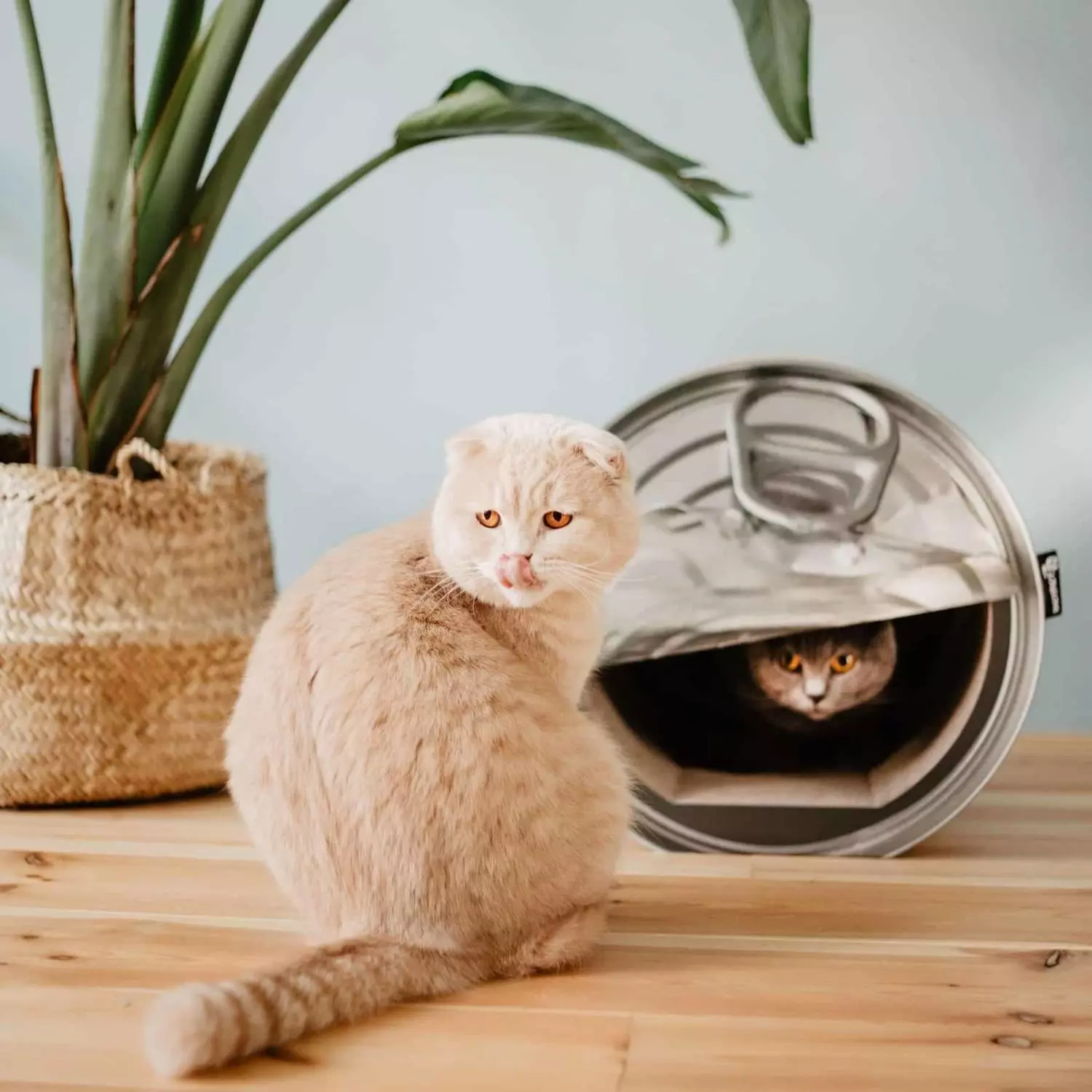 gallery-212-for-8717202613731