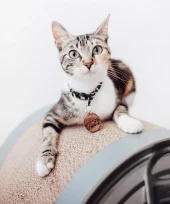 gallery-214-for-8717202613731