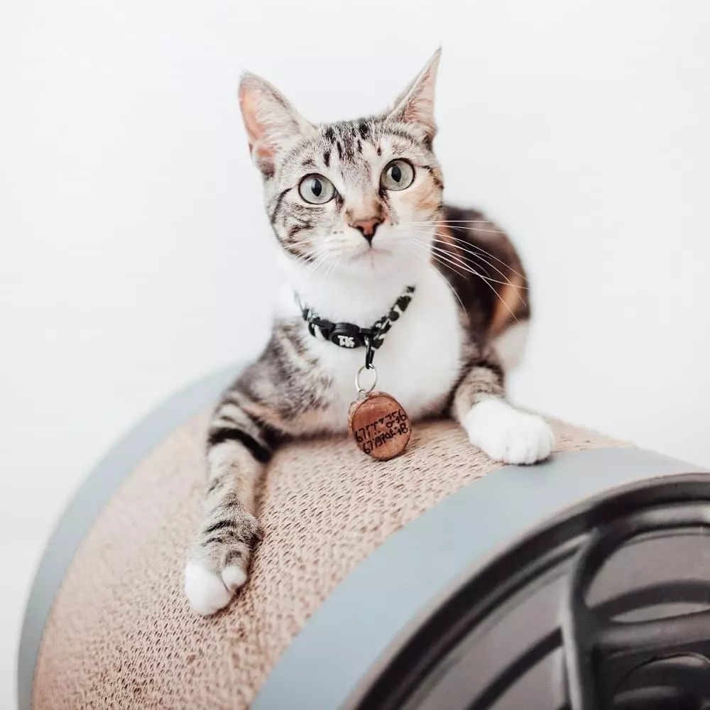 gallery-214-for-8717202613731